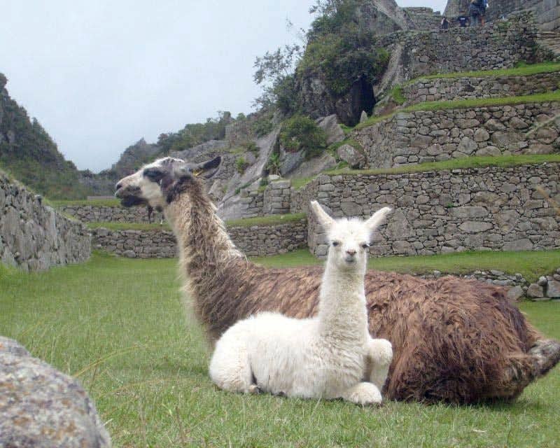 dos llamas relajadas en Machu Picchu en el Salkantay Trek
