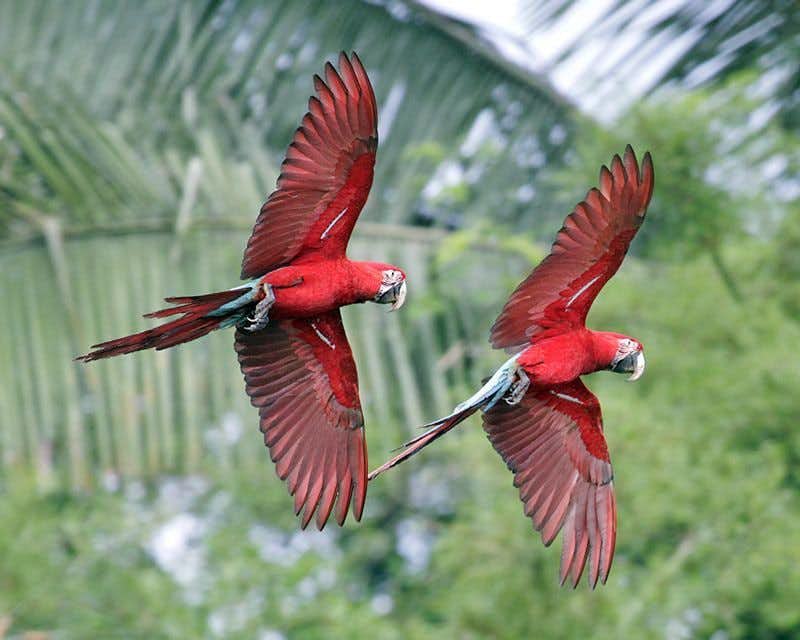 dos loros rojos volando en el parque del manu