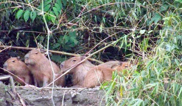 grupo de capibaras en la laguna machuwasi
