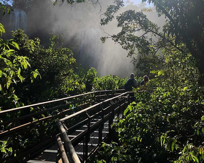 sentier de la jungle dans le parc national iguazu