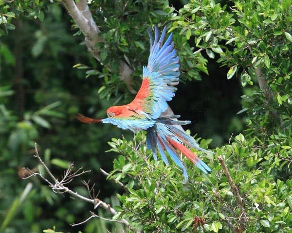 Explore the pampas of the Bolivian Amazon on the banks of the Yacuma River