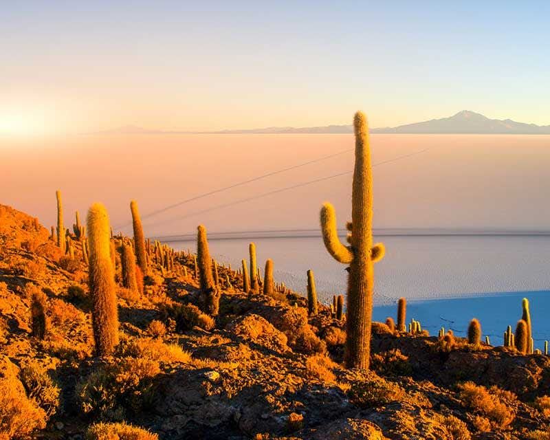 cactus sur l'Île Incahuasi