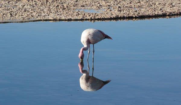 le flamant rose boit de l'eau dans la lagune de chaxa