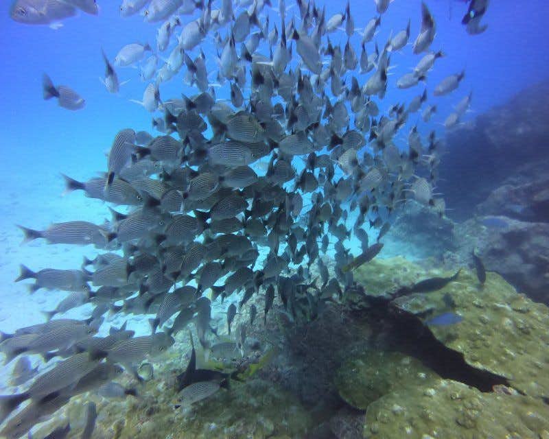 beaucoup de poissons dans les eaux de l'isla del caño