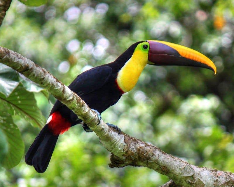 Tamphastos ambiguus Costa Rica