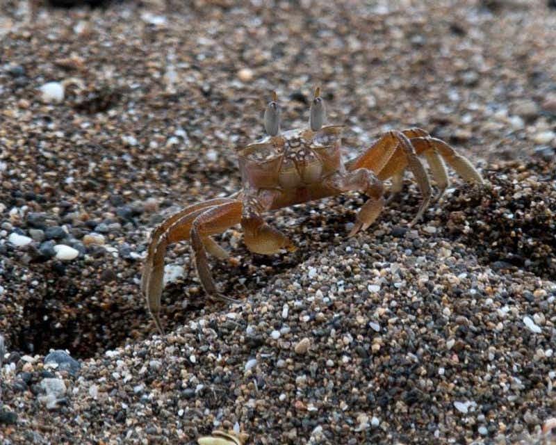 Costa Rica : crabe dans le sable