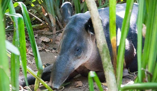 Tapir dans le repos du Corcovado