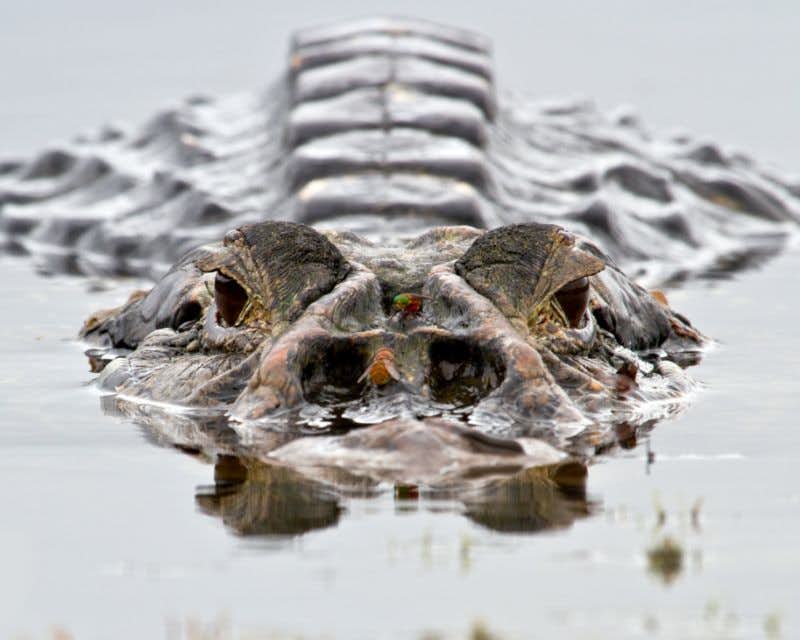 crocodile dans la rivière napo