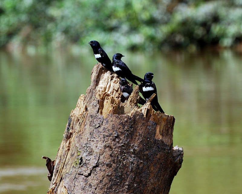 groupe d'oiseaux au sommet d'un tronc d'arbre