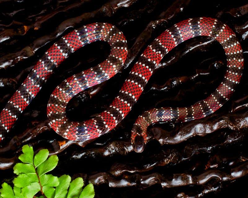 serpent rouge et noir dans la réserve de napo