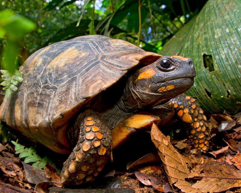tortue dans la réserve de napo