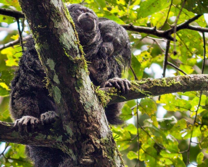 singe sur une branche à napo ecuado