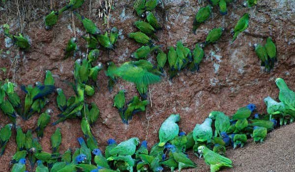 salar napo wildlife lodge perroquets