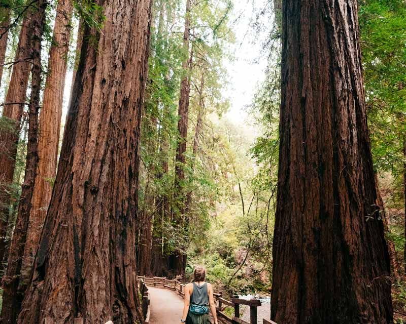big basin redwood forest fille marchant parmi les séquoias
