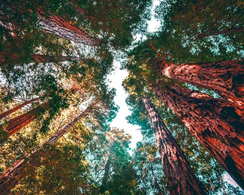 séquoias géants vus d'en bas à muir woods tour