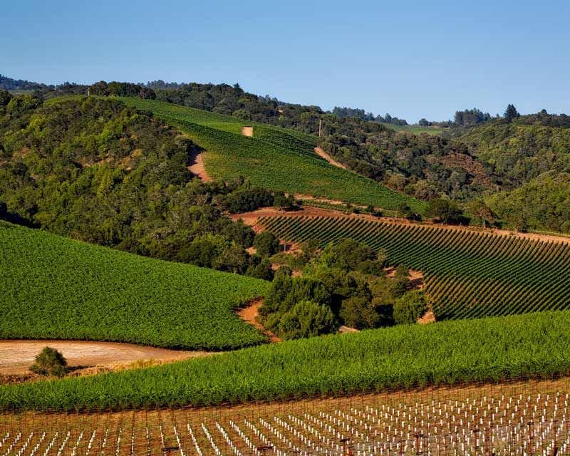 extension des vignobles à sonoma wine country