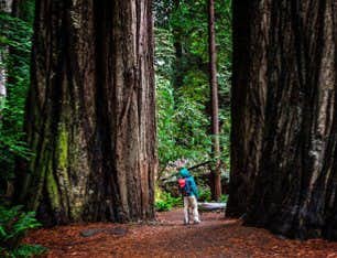 Muir Woods Tour + Sonoma Wine Country