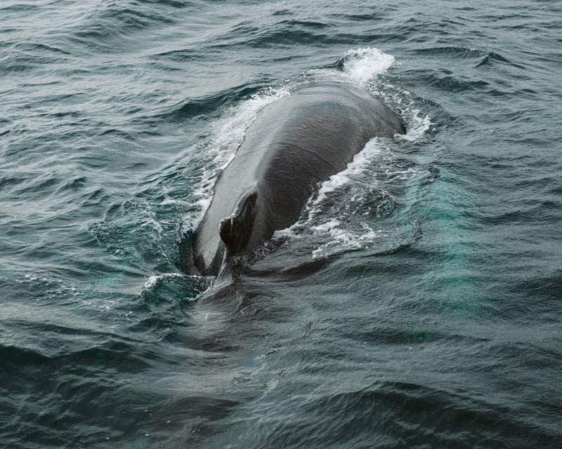 baleine en surface