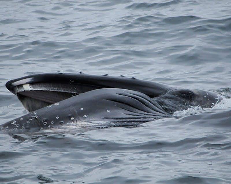 Observation des baleines à Snaefellsnes