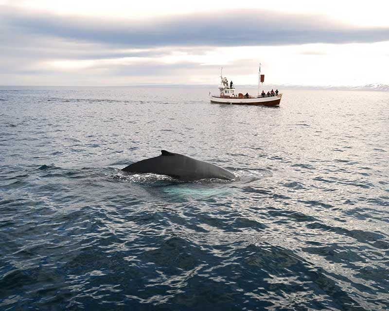 observation des baleines min