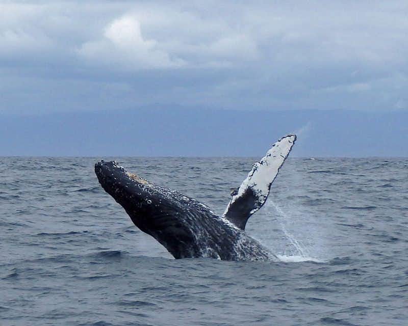 Observation des baleines à bosse