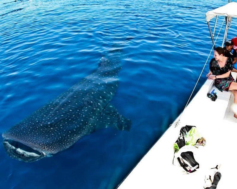 nager avec des requins-baleines mexique