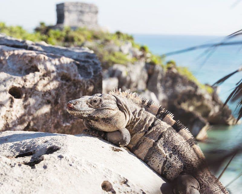 un iguane sur un rocher à tulum mexique