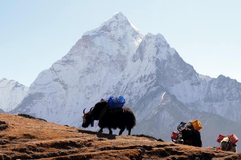 transport de yaks vers l'everest