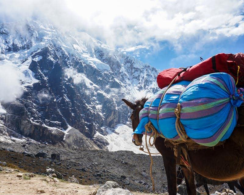 mule chargée de poids devant une montagne enneigée au pérou randonneurs montant le sentier de la route de salkantay qui mène à la lagune d'humantay