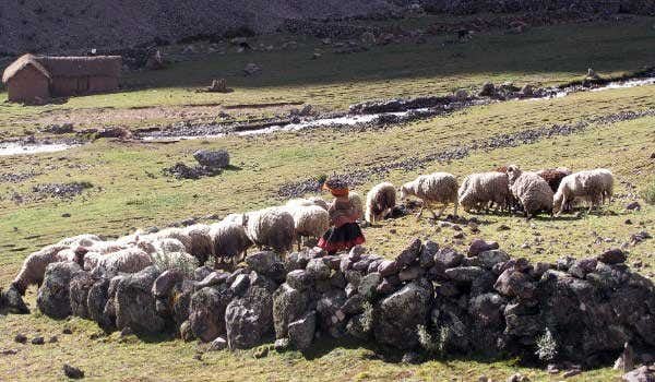 femme de la communauté Quishuarani gardant un troupeau dans la vallée de lares