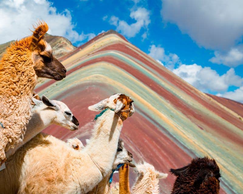 alpagas et lamas a la montagne des sept couleurs