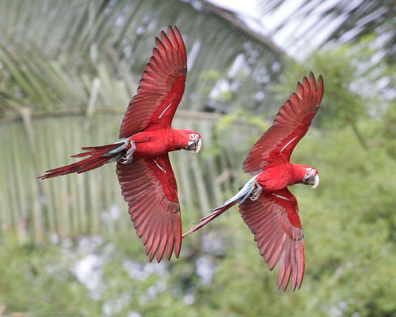 deux perroquets rouges en vol