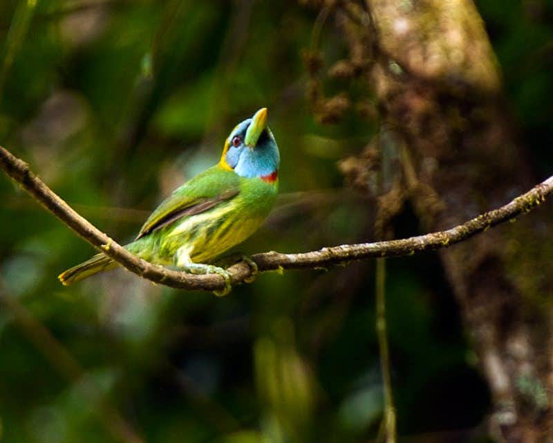 un oiseau exotique au sommet d'une branche