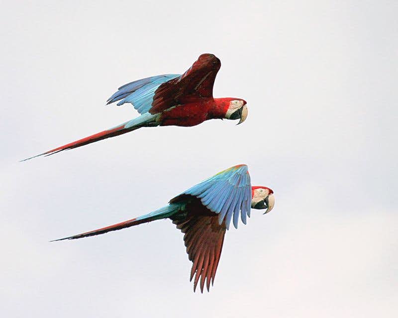 deux perroquets multicolores volant dans le ciel