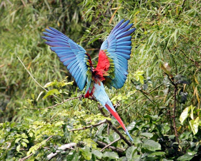 Perroquet multicolore perché sur une branche ouvrant ses ailes