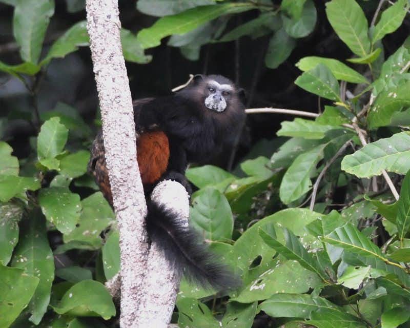 singe d'amazone au parc national de manú