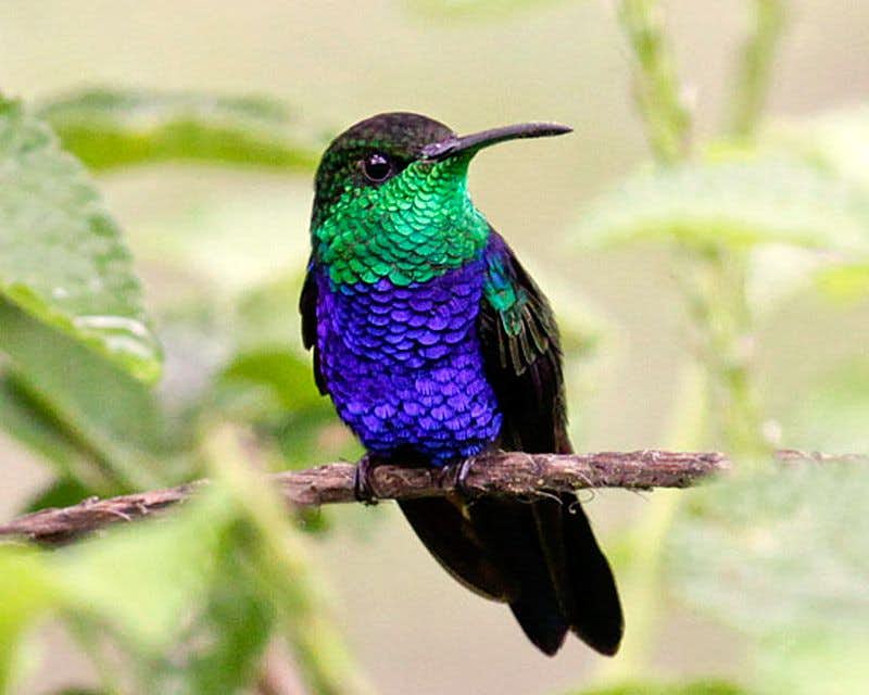 oiseau verte violet et noir se reposant sur une branche au perou