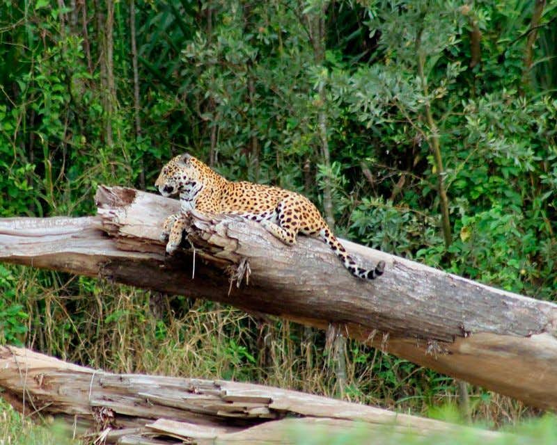 léopard s'appuyant sur une branche au pérou