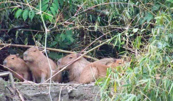capybaras Lagune de Machu Wasi
