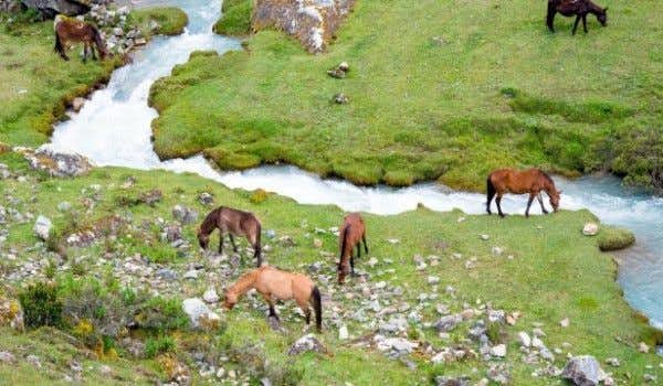 chevaux sauvages lors de la route salkantay
