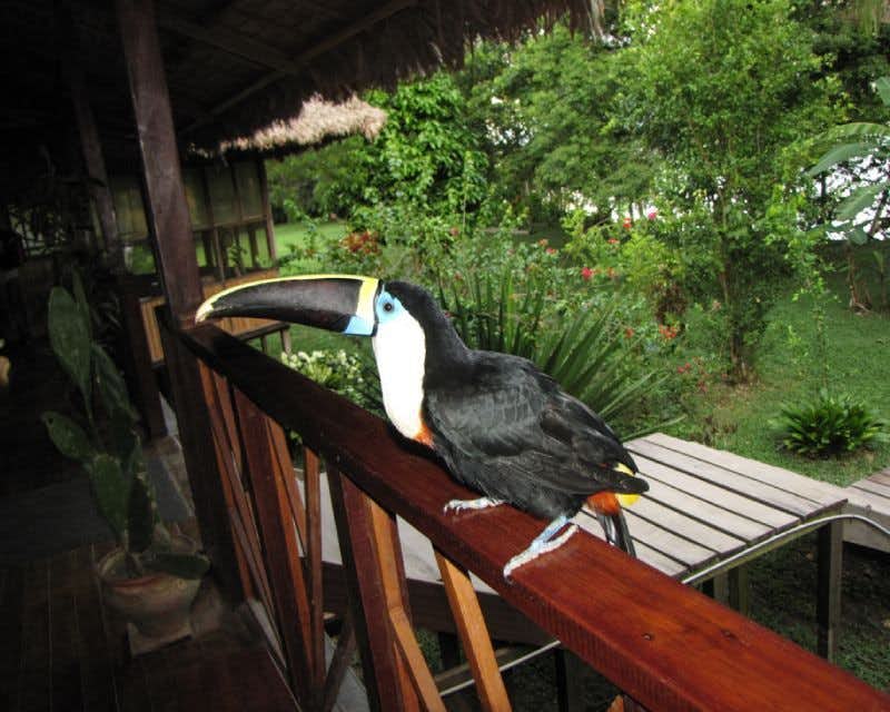toucan dans le resort Corto Maltés Amazonia
