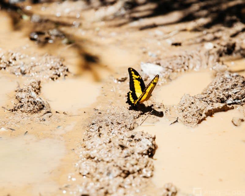 papillon à Tombopata