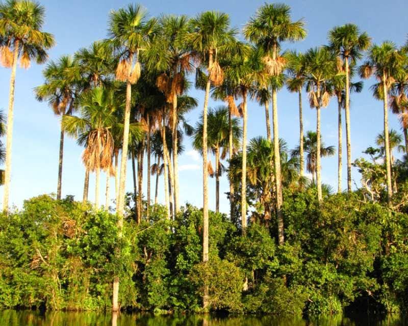 palmiers sur le lac sandoval