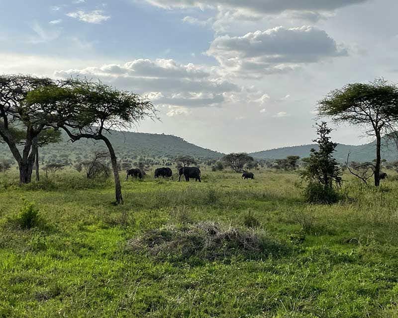 les éléphants dans le parc national du serengeti
