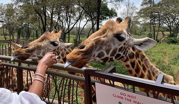 Centre des girafes de Nairobi
