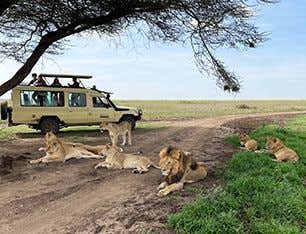 Safari en Tanzanie