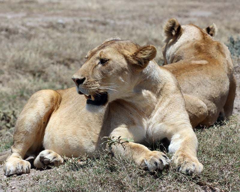 lions du parc de ngorongoro