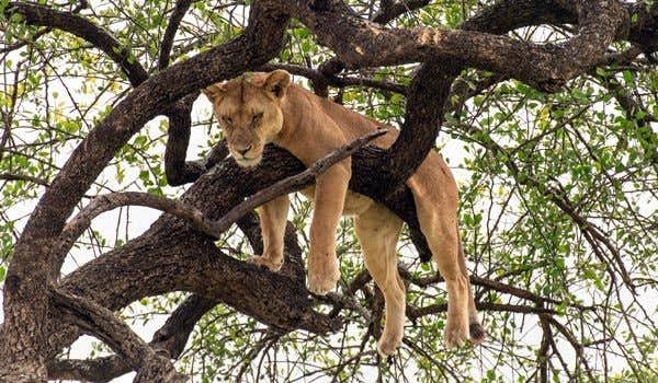 lion dans un arbre du serengeti