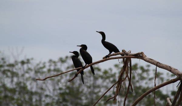 Uccelli nel Parco Nazionale di Madidi