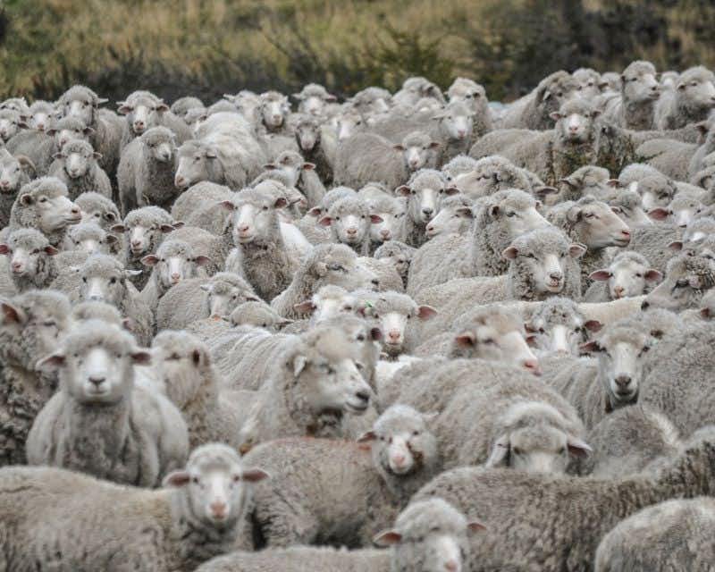 gregge di pecore all'estancia la peninsula